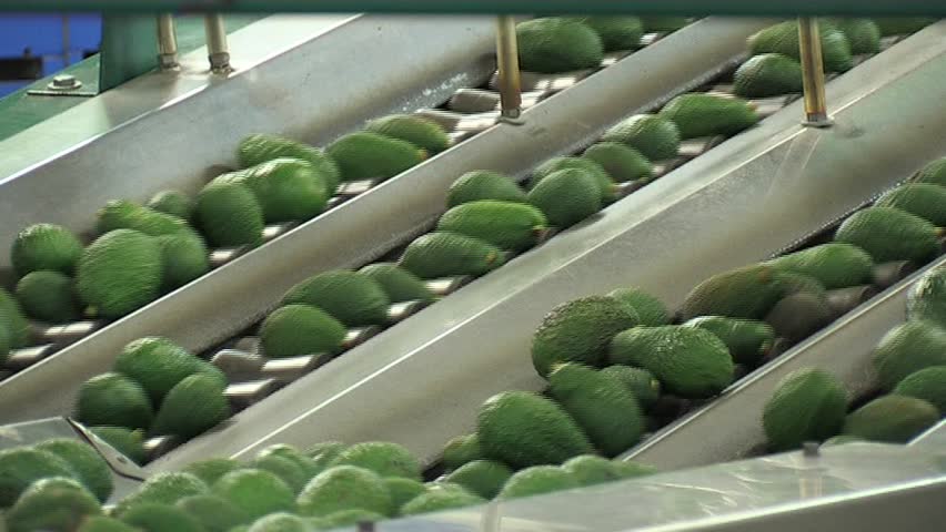 Avocados fruit in packing line.