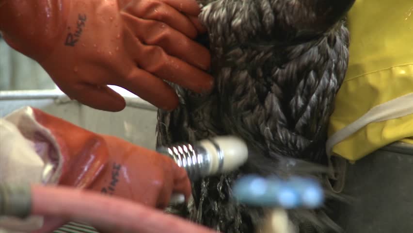 A pelican is treated after being covered with oil and tar in the disastrous BP oil spill