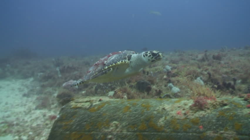 Hawksbill