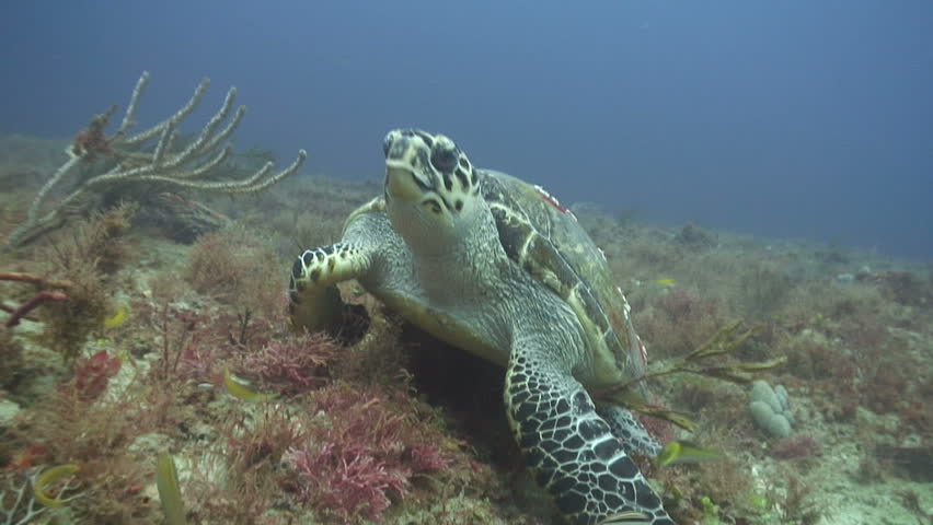 Hawksbill
