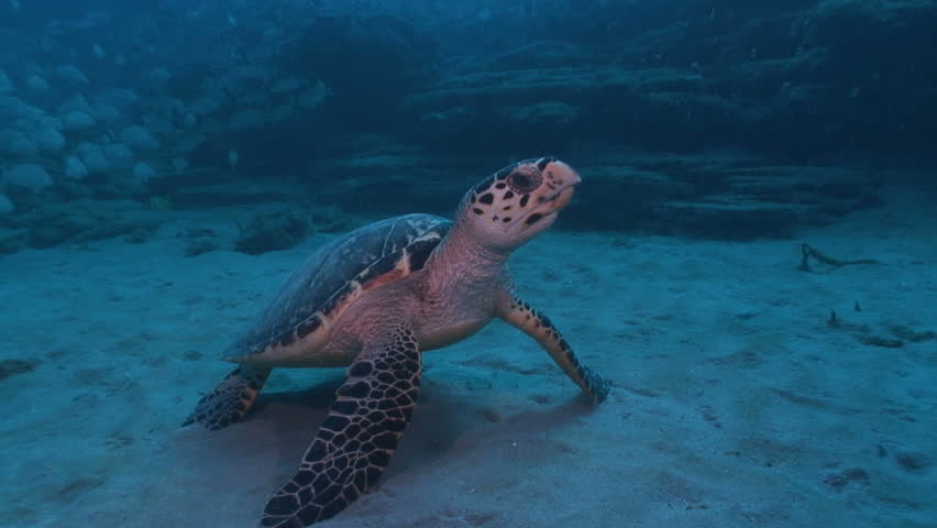 Hawksbill