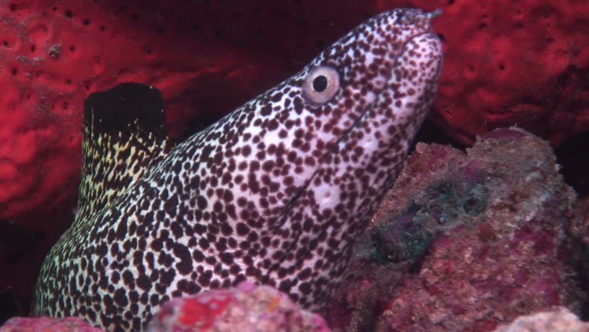Hawksbill