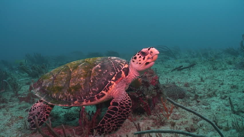 Hawksbill