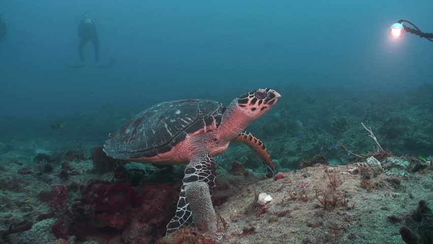 Hawksbill