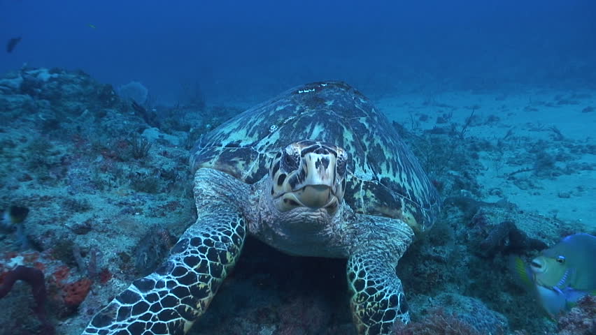 Hawksbill