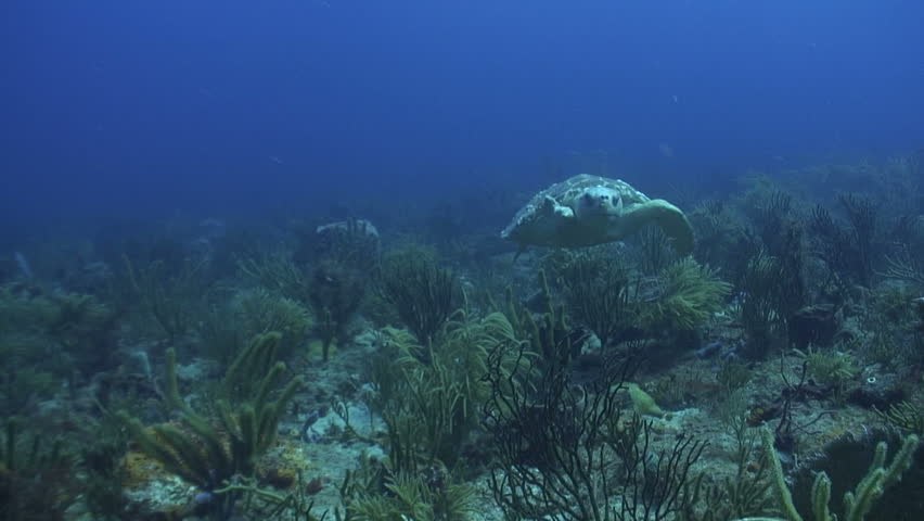 Loggerhead