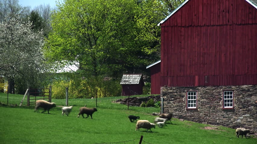 Sheep and lambs rush into the barn for feeding time