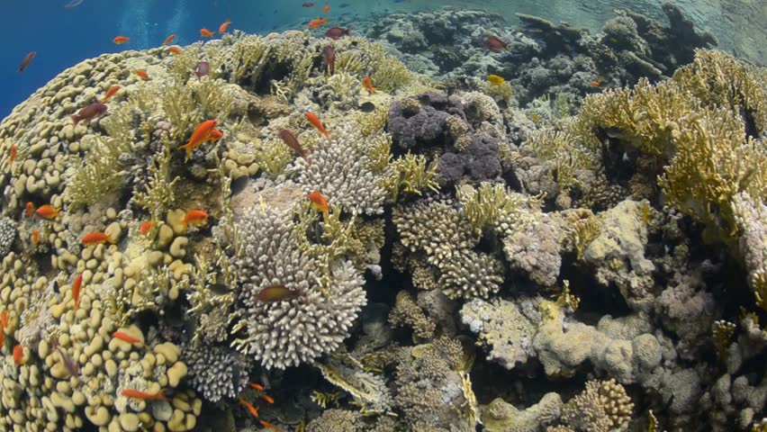 Pristine coral reef habitat in shallow tropical water.