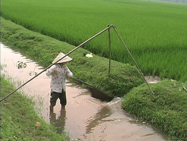 September - 1998 - Hanoi, Vietnam - Woman irrigating rice field