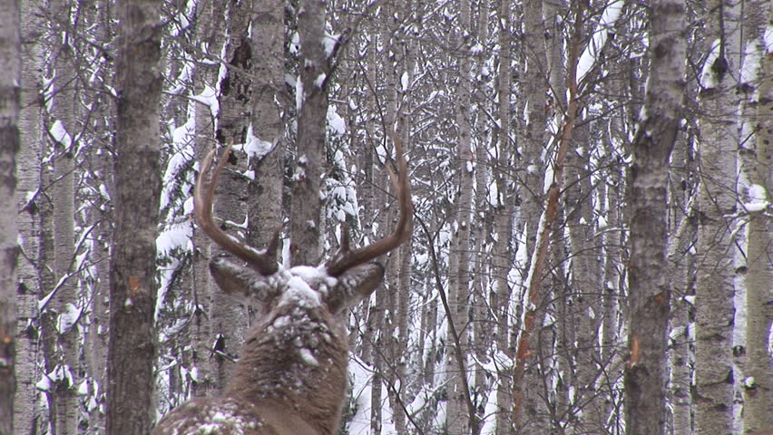 Whitetail Deer (Odocoileus virginianus)  in Saskatchewan, Canada