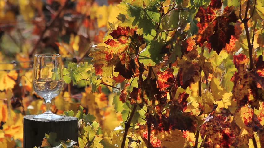 Man pours wine from bottle into glass resting on wooden stump amongst vines lit by autumn color. 1080p