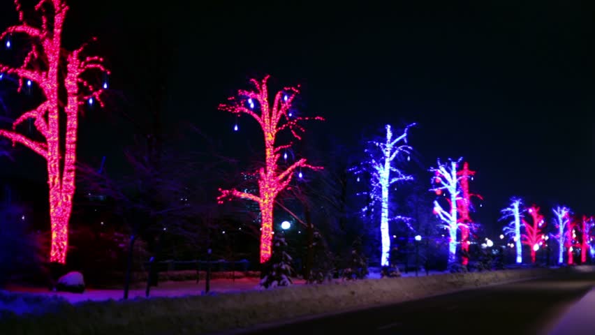 Trees are decorated with garlands stand along the road on which vehicles travel