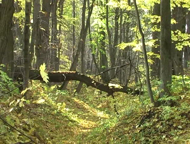 Leaf fall in autumn deciduous forest (NTSC)