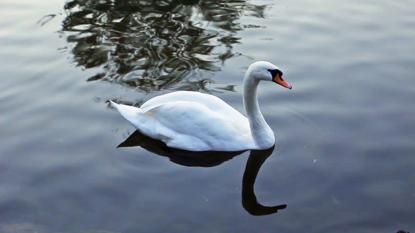 single white swan swims on dark water in lake