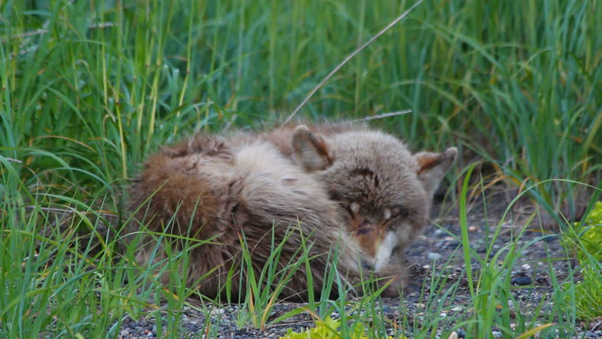 Young wolf naps in tall grass in Katmai National Park and Preserve, Alaska. 1080p