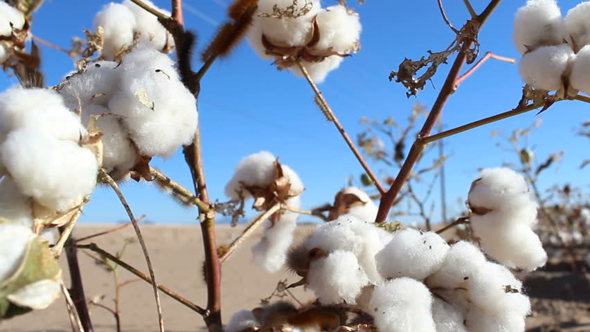 Saltmarsh caterpillars crawl along cotton plant branches nibbling remaining leaves, stripping plants clean. 1080p