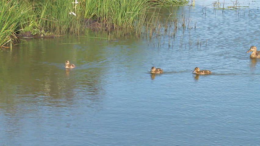 One of the three ducklings under the mother duck's watchful gaze gets a little klutzy, and then brushes off her advice.