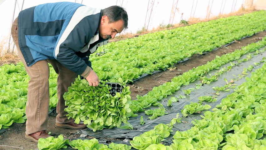 Senior man planting lettuce seedlings in greenhouse.  HD1080i.