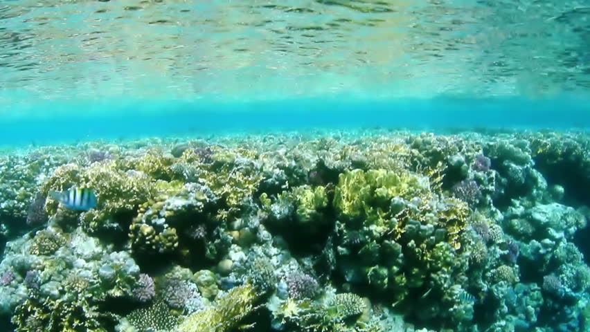 Underwater view on coral reef.