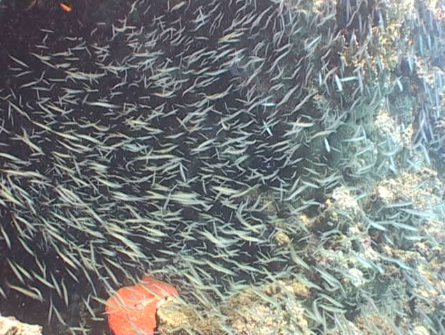 underwater diving video