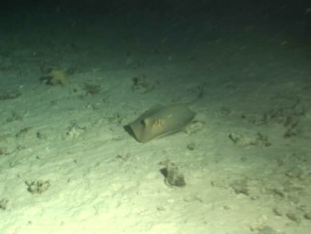 eagle ray underwater diving video