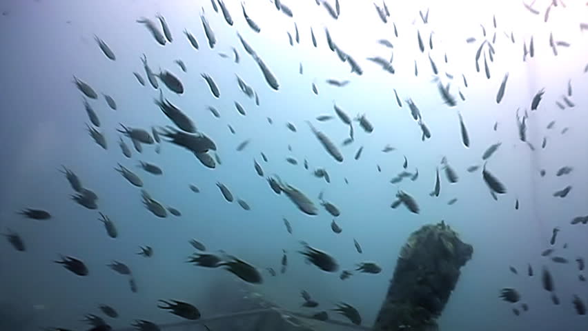 zooming towards the bow of a shipwreck with fishes swimming across