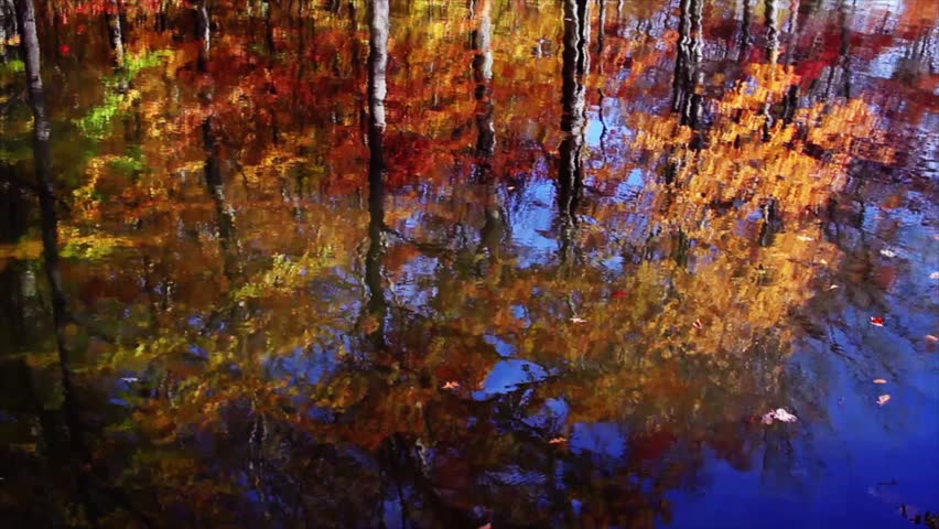 Seamless loop features fall foliage reflected on a pond's surface.