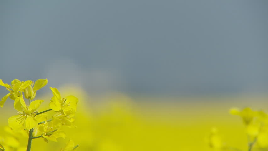 shot transition rape field closeup and city