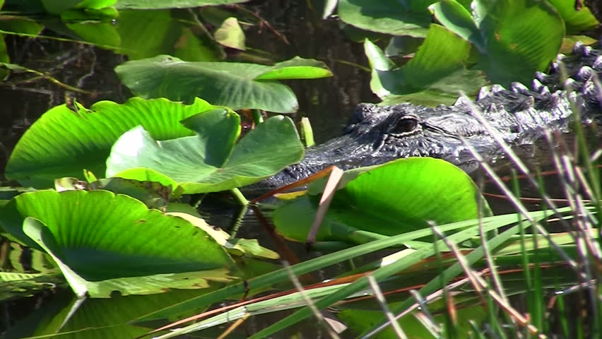alligator, shh he might hear you.