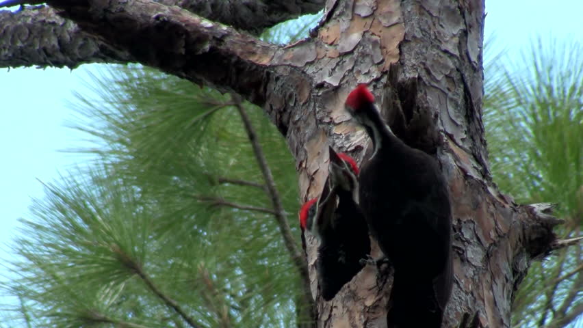 woodpeckers pecking some wood