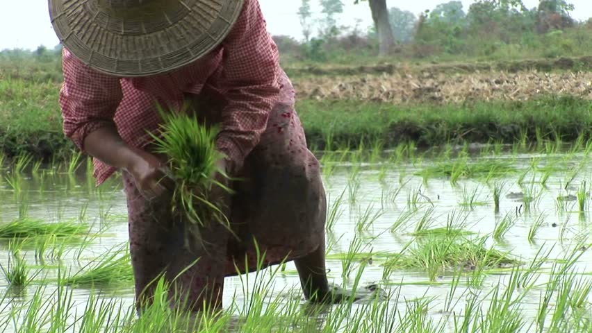 A woman works in a rice paddy field in Myanmar.