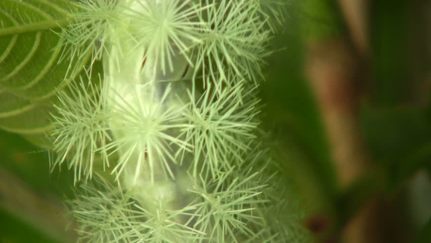 Larva of an Automeris moth (Saturniidae) In the Ecuadorian Amazon