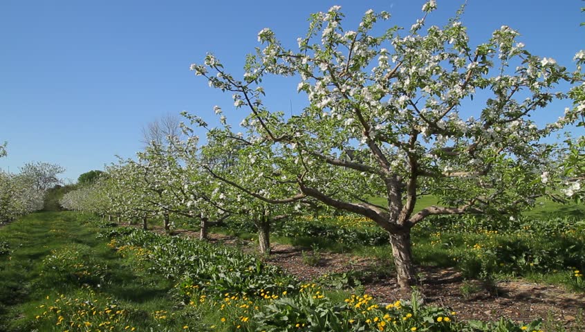 Static - Row of blossoming apple trees in springtime orchard