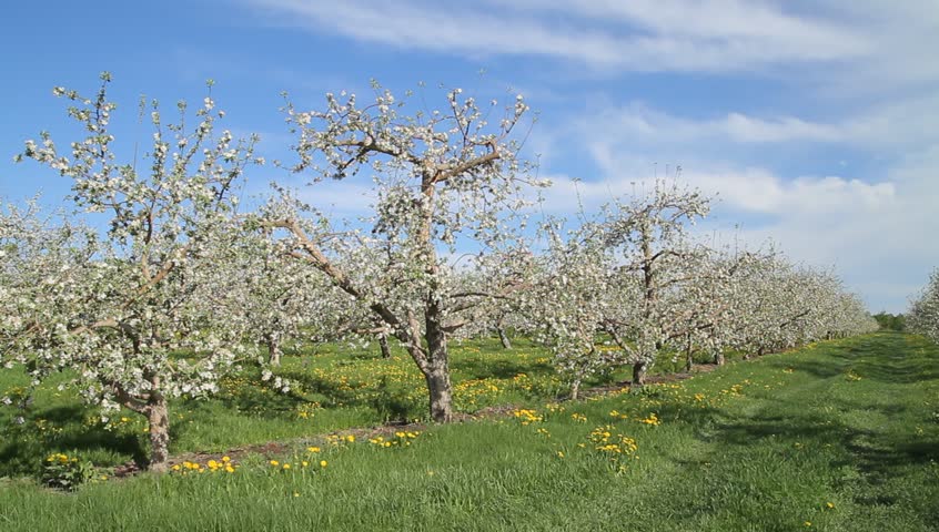 Static - Row of blossoming apple trees in springtime orchard