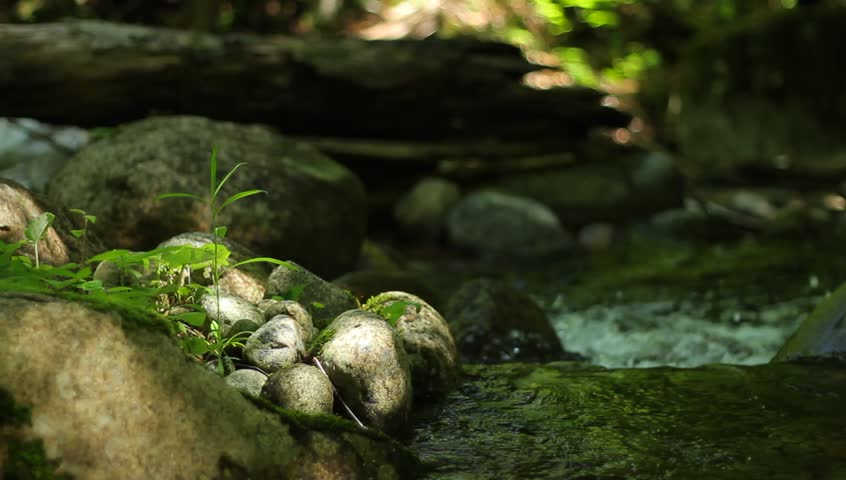 Green plants sprout from pile of rocks alongside stream