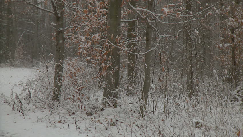 Snowfall accumulates on fall leaves, bare branches and forest floor