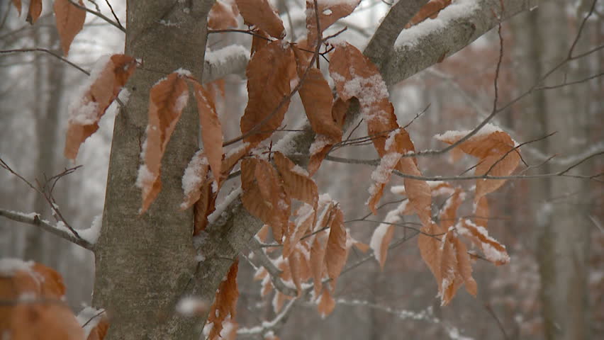 Snowfall accumulates on fall leaves, bare branches and forest floor
