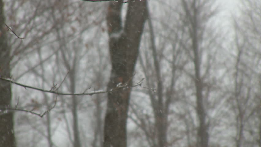Snowfall accumulates on fall leaves, bare branches and forest floor