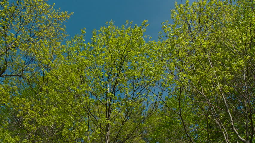 Rocky river in springtime forest