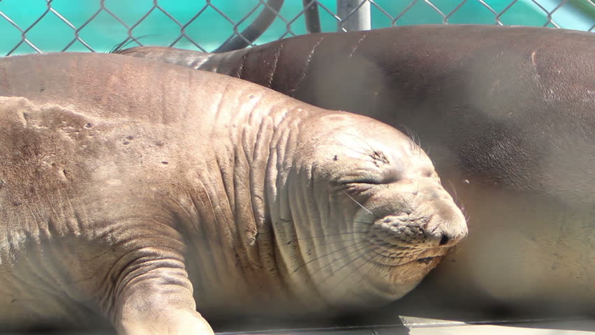 Two rescued elephant seals challenge each other at the Pacific Marine Mammal Center Sept 18, 2011 Laguna Beach, CA. The Center rescues pinnipeds throughout Orange County.