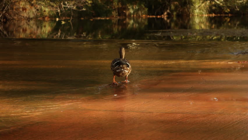 A female mallard duck waddles away as the waters of Oak Creek flow around her and the leaves turn to fall colors in Sedona, Arizona.