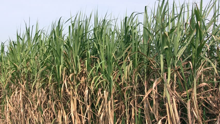 Sugar cane field 
