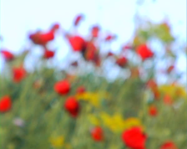 Poppies in the wind blurred