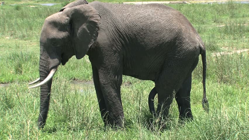 Large Penis Elephant In Tarangire National Park Tanzania Stock Footage Video Shutterstock