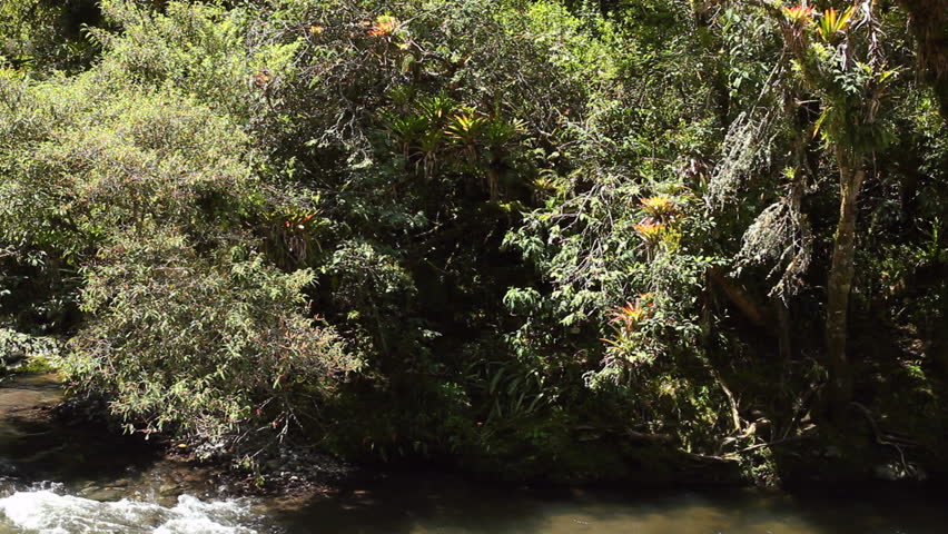 Pan to cloudforest river in the Ecuadorian Andes
