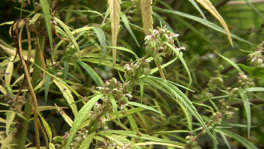Cannabis plant (Cannabis sativa)