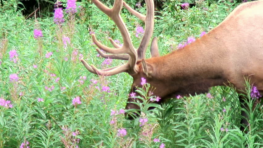 Elk dining on flowers - closeup 
