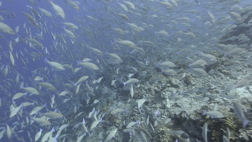 Large school/shoal of Long-nose parrot fish. This species of fish only gathers in these numbers for one to two weeks during the breeding season. Good footage to depict an abundant marine ecosystem.;