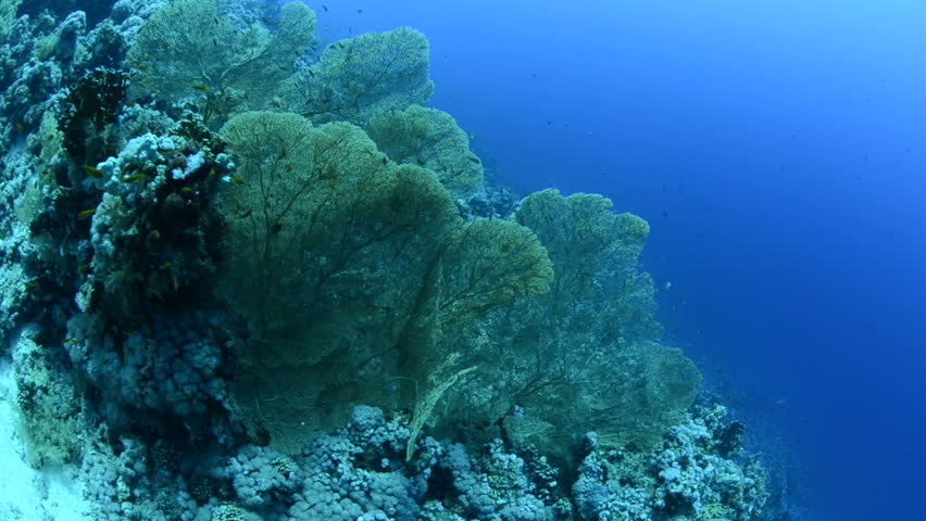 A Colony of Giant sea fans or Goegonian fan corals. Red Sea, Egypt.