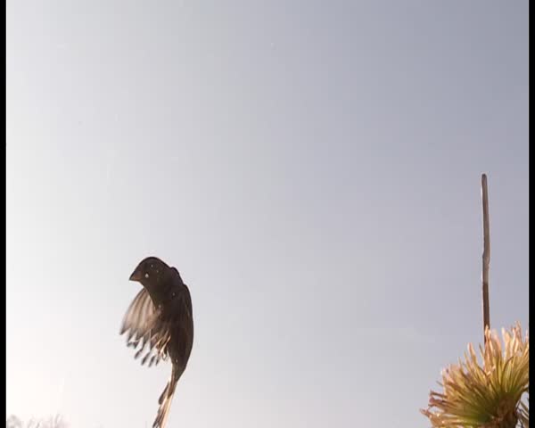 sparrow